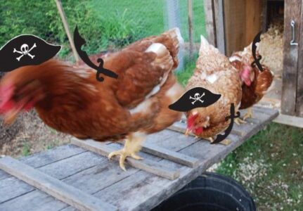 My Chickens Resemble Captain Jack Sparrow Image